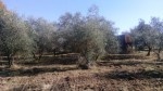 Annuncio vendita Chianti oliveta in produzione recintata