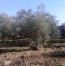 foto 0 - Chianti oliveta in produzione recintata a Siena in Vendita