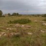 foto 4 - Galatone terreno agricolo a Lecce in Vendita