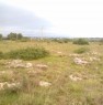 foto 3 - Galatone terreno agricolo a Lecce in Vendita