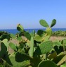 foto 4 - Taviano bilocale per vacanza a Lecce in Affitto