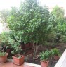 foto 9 - Messina appartamento panoramico con giardino a Messina in Vendita