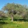 foto 7 - Uliveto in agro di Baratili San Pietro a Oristano in Vendita