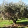foto 6 - Uliveto in agro di Baratili San Pietro a Oristano in Vendita
