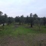 foto 2 - Carmignano terreno agricolo a Prato in Vendita