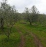 foto 1 - Carmignano terreno agricolo a Prato in Vendita