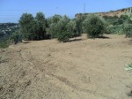 Annuncio vendita Reggio Calabria terreno agricolo uliveto