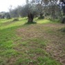 foto 2 - Palmi terreno agricolo pianeggiante a Reggio di Calabria in Vendita