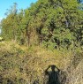foto 0 - Nurachi terreno agricolo a Oristano in Vendita