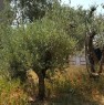 foto 2 - Ceriale terreno agricolo a Savona in Vendita
