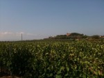 Annuncio vendita Azienda vitivinicola storica della Val di Cornia