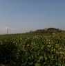 foto 0 - Azienda vitivinicola storica della Val di Cornia a Livorno in Vendita
