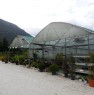 foto 6 - Azienda florovivaistica a Gravellona Toce a Verbano-Cusio-Ossola in Vendita