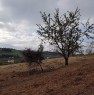 foto 5 - San Benedetto del Tronto terreno agricolo a Ascoli Piceno in Vendita