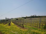 Annuncio vendita Vicenza zone collinari aziende agrituristiche