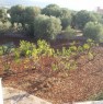 foto 4 - Fasano nella terra degli ulivi secolari abitazione a Brindisi in Vendita