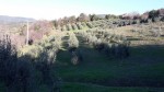 Annuncio vendita Castellina Marittima oliveta