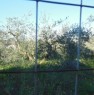 foto 4 - Castagnetta terreno agricolo a Roma in Vendita