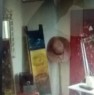 foto 1 - Bibbona bilocale a Livorno in Affitto