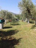 Annuncio vendita Gallicano nel Lazio terreno agricolo recintato