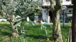 Annuncio vendita Castelnuovo di Farfa casale immerso nel verde