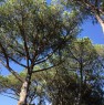 foto 0 - Sabaudia villa tra gli alberi con discesa a mare a Latina in Affitto