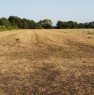 foto 0 - Rosignano Marittimo terreno agricolo in pianura a Livorno in Vendita