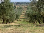 Annuncio vendita Cerignola oliveto