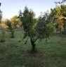 foto 6 - Chiaravalle terreno agricolo provvisto di capanno a Ancona in Vendita