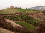 Annuncio vendita Carassai oliveto biologico