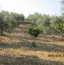 foto 3 - Monterotondo terreno agricolo recintato a Roma in Vendita