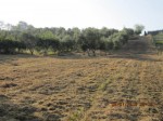 Annuncio vendita Monterotondo terreno agricolo recintato