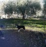 foto 4 - Cesar contrada Bolo terreno agricolo a Messina in Vendita