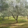 foto 3 - Lizzanello nel cuore del Salento terreno agricolo a Lecce in Vendita