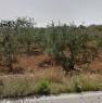foto 2 - Casamassima terreno agricolo a Bari in Vendita