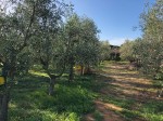 Annuncio vendita Follonica terreno agricolo con piante di olivo