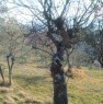 foto 4 - Arpino terreno panoramico a Frosinone in Vendita