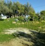 foto 3 - Palermo terreno coltivato a uliveti con casa a Palermo in Vendita
