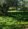 foto 2 - Palermo terreno coltivato a uliveti con casa a Palermo in Vendita