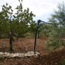 foto 4 - Ruvo di Puglia ciliegieto e uliveto a Bari in Vendita