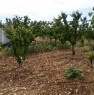 foto 2 - Ruvo di Puglia ciliegieto e uliveto a Bari in Vendita