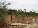 Annuncio vendita Ruvo di Puglia ciliegieto e uliveto