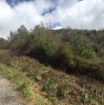 foto 1 - Ogliastro Cilento terreno agricolo a Salerno in Vendita