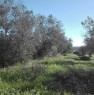 foto 0 - Casarano terreno agricolo con ulivi a Lecce in Vendita
