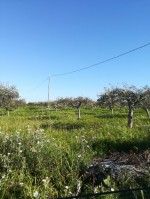 Annuncio vendita Ribera terreno agricolo
