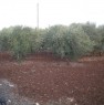 foto 9 - Ostuni villino con annesso trullo saraceno a Brindisi in Vendita