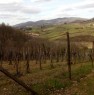 foto 3 - Greve in Chianti appezzamento di terreno agricolo a Firenze in Vendita