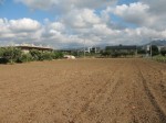 Annuncio vendita Olivarella Milazzo terreno agricolo