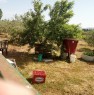 foto 4 - Girasole terreno agricolo a Ogliastra in Vendita