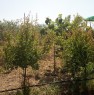 foto 2 - Girasole terreno agricolo a Ogliastra in Vendita